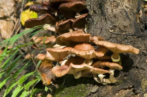 Armillaria Stock Photos