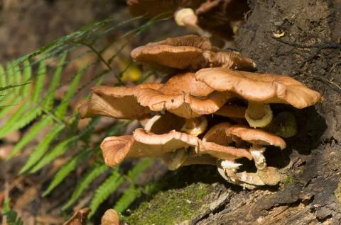Armillaria Stock Photos