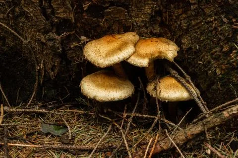 Armillaria at the root of a tree Stock Photos