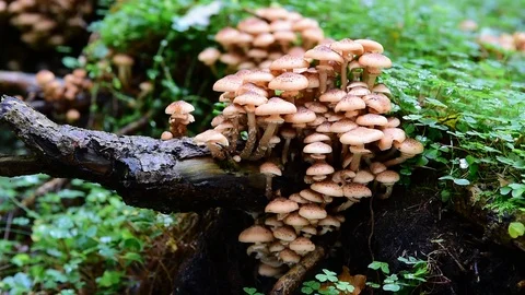 Armillaria on a tree stump Stock Footage 88805042