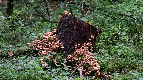Armillaria on a tree stump Stock Footage 91167771