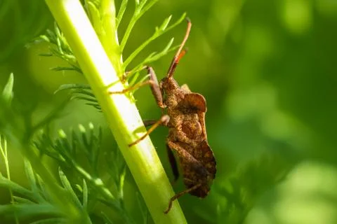 Armor bug sits a stalk of grass at the spring field Stock Photos