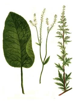 Armoracia seu raphanus rusticanus common mugwort Artemisia vulgaris and Stock Illustration