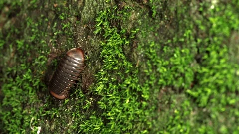Armored Arthropod Crawling Across Moss Vídeo Stock 336239001
