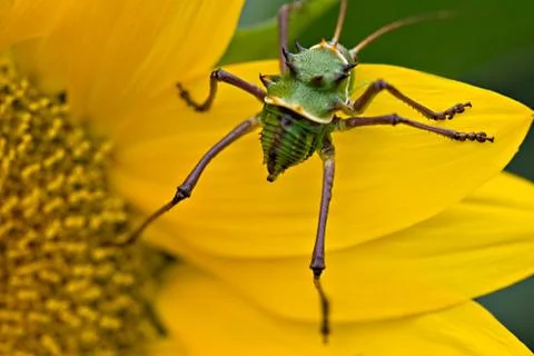 Armored corn cricket Stock Photos
