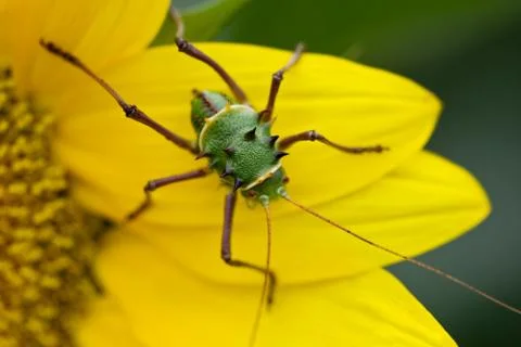 Armored corn cricket Foto stock