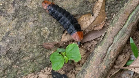 Armored Jungle Larva Traversing Rough Stone Surface 動画素材 335866344