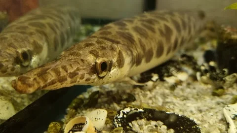 Armored pike Stock Footage 212909369