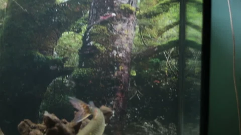 Armored pike large pike Esox lucius swims above the plants, filmed from a low Stock Footage 302087154