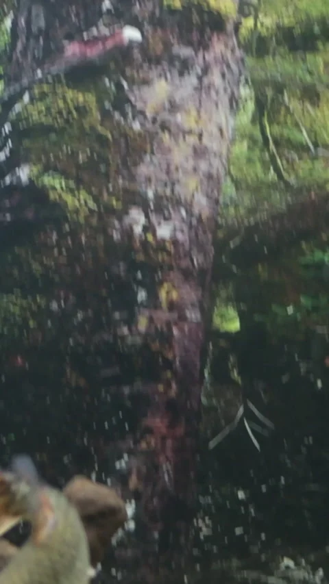 Armored pike large pike Esox lucius swims above the plants, filmed from a low Stock Footage 302099748