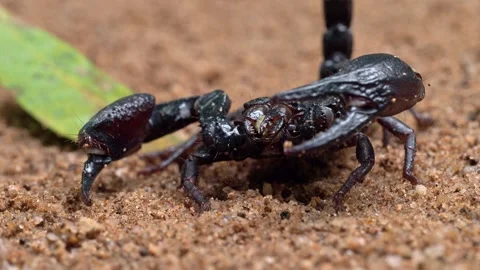 Armored Scorpion Raising Massive Claws on Sandy Terrain Video stock 336303410