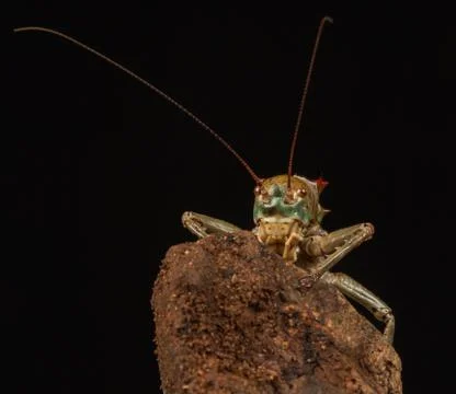 Armoured Cricket Stock Photos