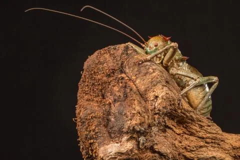 Armoured cricket Stock Photos