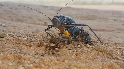 Armoured ground cricket Stock Footage 130171737