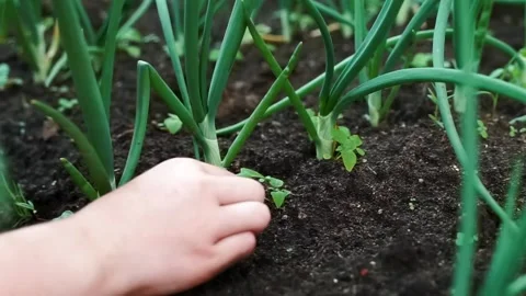 Arms hands working weeding grass in young onion seedlings in black soil. seas Stock Footage 132588055
