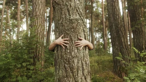 Arms Hugging a Tree In a Forest, showing Love and Care for Nature. Stock Footage 137104216