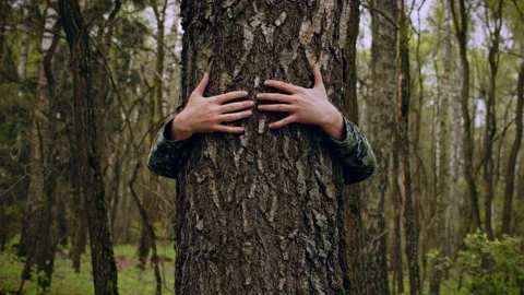 Arms Hugging a Tree In a Forest, showing Love and Care for Nature and Environ Stock Footage 163827344