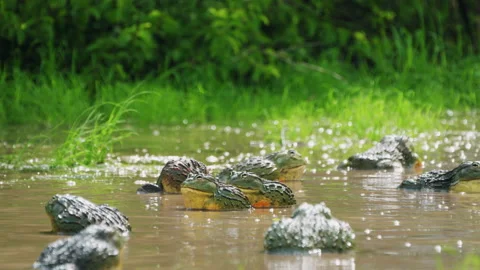 Army Of African Bullfrogs, Pixie Frogs In The Water In Central Kalahari Stock Footage 172158742