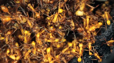 Army Ant (Eciton sp.) bivouac. Stock Footage 29464936