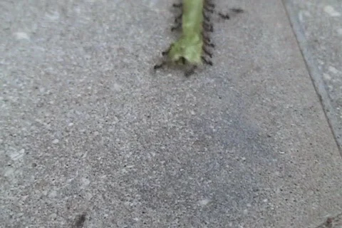 Army Ants 01 Stock-Footage 356815