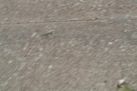 Army Ants 06 Видео 314001