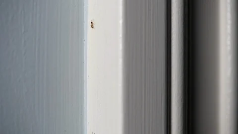 Army of ants in a bathroom Stock Footage 114540383