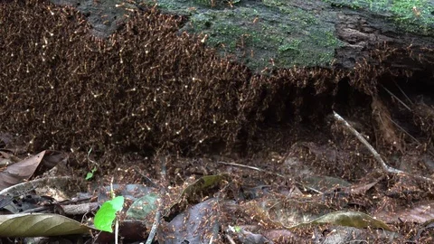Army Ants bivouac under tree log with swarming soldiers and workers Stock Footage 113875255