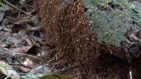 Army Ants bivouac under tree log with swarming ants in lowland rainfroest Stock Footage 114762286