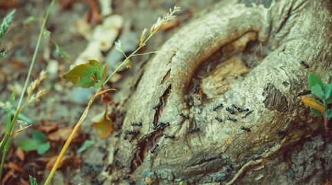 Army ants crawling along tree nice round stub, root. Stock Footage 63358837