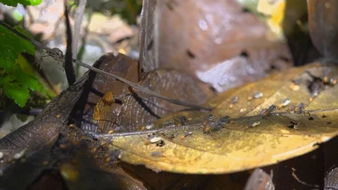 Army Ants Stock Footage 94222737