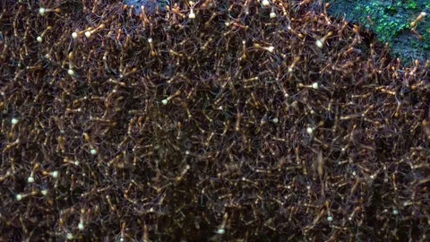 Army Ants move in bivouac under tree log in lowland rainfroest floor Stock Footage 115096512