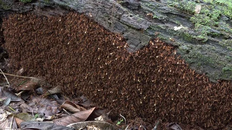 Army ants nest under tree log in leaf litter in the rainforest undergrowth Stock Footage 113619612