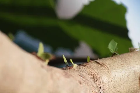 Army Ants 写真素材