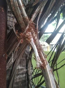 An army of ants Stock Photos