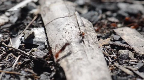 Army ants run across frame 動画素材 42149859