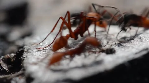 Army ants run across frame 動画素材 42149948