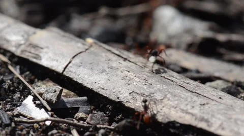 Army ants run through frame 動画素材 42149927