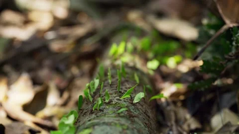Army of ants swarming a tree trunk in Yasuni Reserve. Video stock 262230139