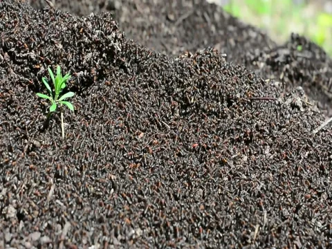 An army of ants workers moves around an anthill Stock Footage 89662798