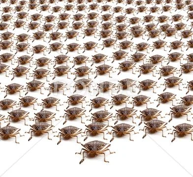 Army of brown stink bugs Stock Illustration