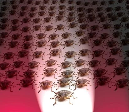  Army of Brown Stink Bugs Large crowd of Brown Marmorated Stink Bug or Shi... Foto stock