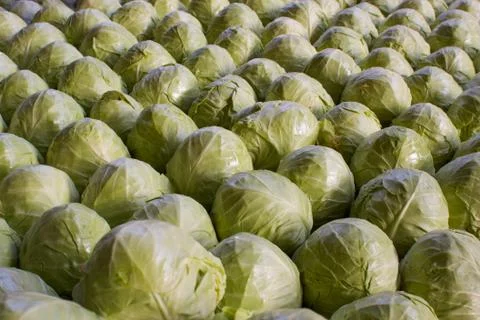 An army of cabbages Stock Photos