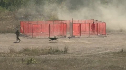 Army in combat, dog in action Stock Footage 11153898
