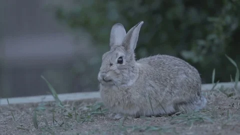 Army Crawling Bunny Video stock 76944588
