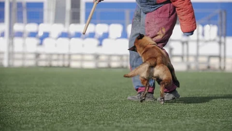 Army dog training, Belgian shepherd dog attacks a cynologist Stock Footage 252898844