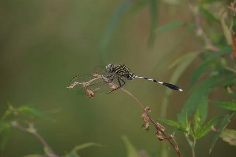 Army Dragonfly Stock Photos