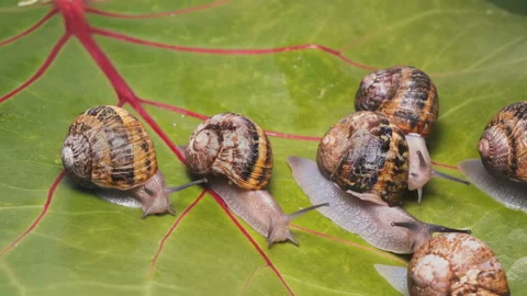 Аrmy of garden snails devouring and destroying plant leaves Vídeos de archivo 95563054