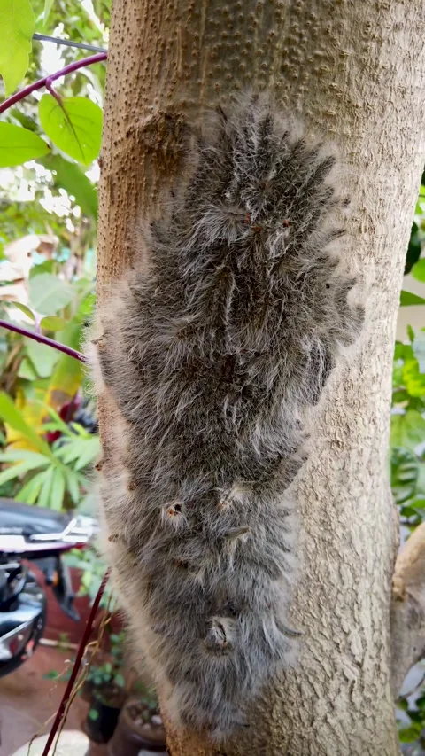 An Army of Hairy caterpillars on a tree. Stock Footage 305386331
