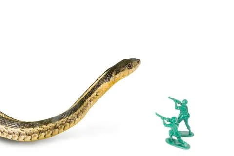Army Men Attack Snake Stock Photos