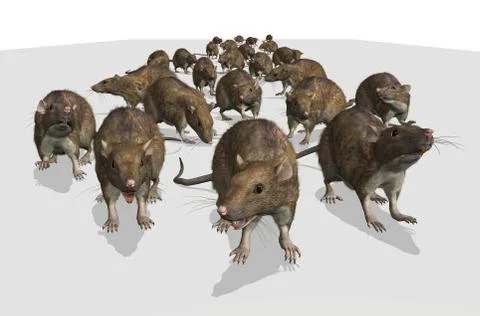 Army of Rats Stock Illustration
